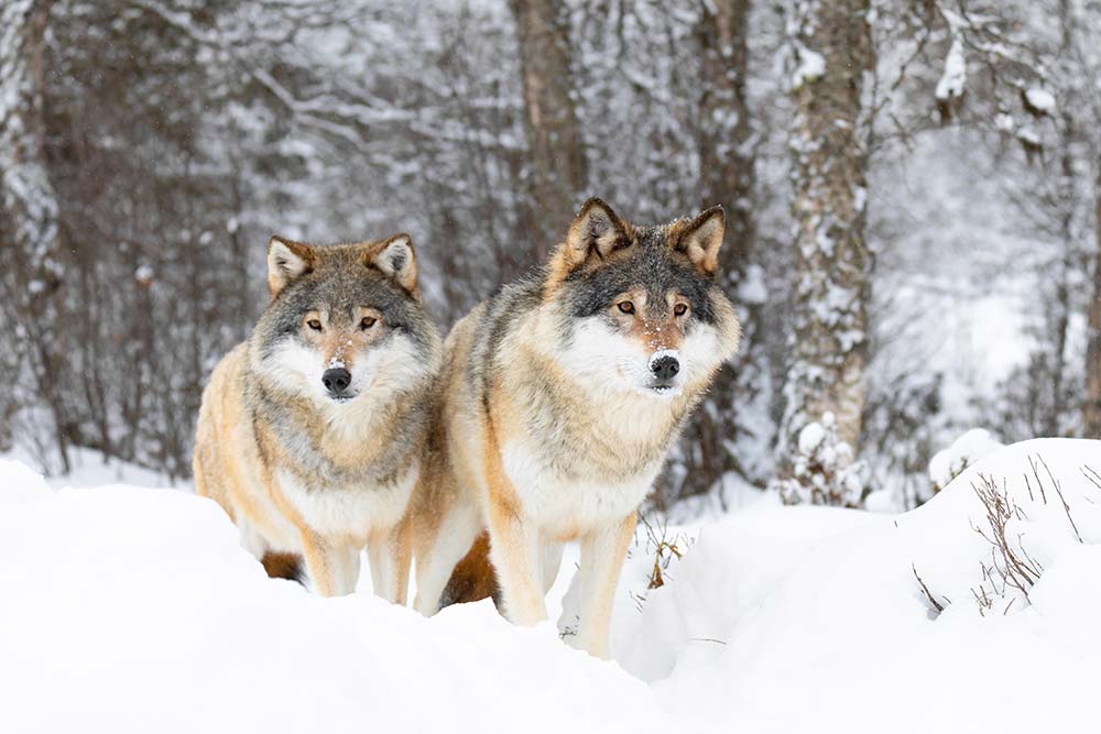 Meet the Lassen Wolf Pack | St. Bernard Lodge