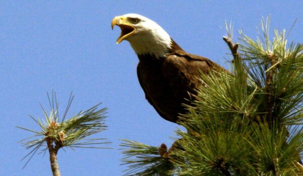 Bald eagle perched on tree top