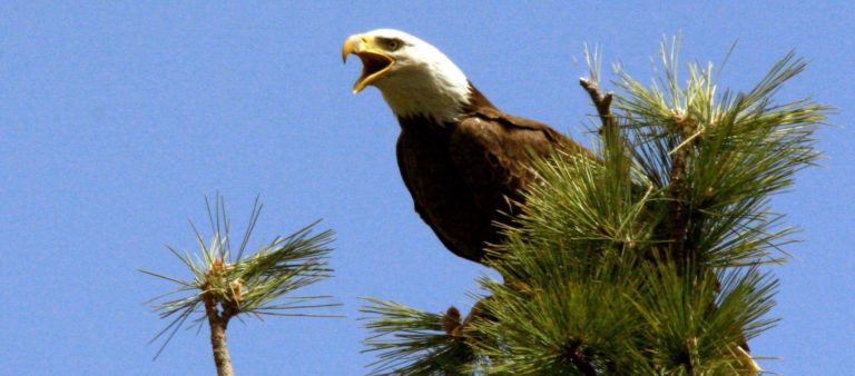 Bald eagle perched on tree top