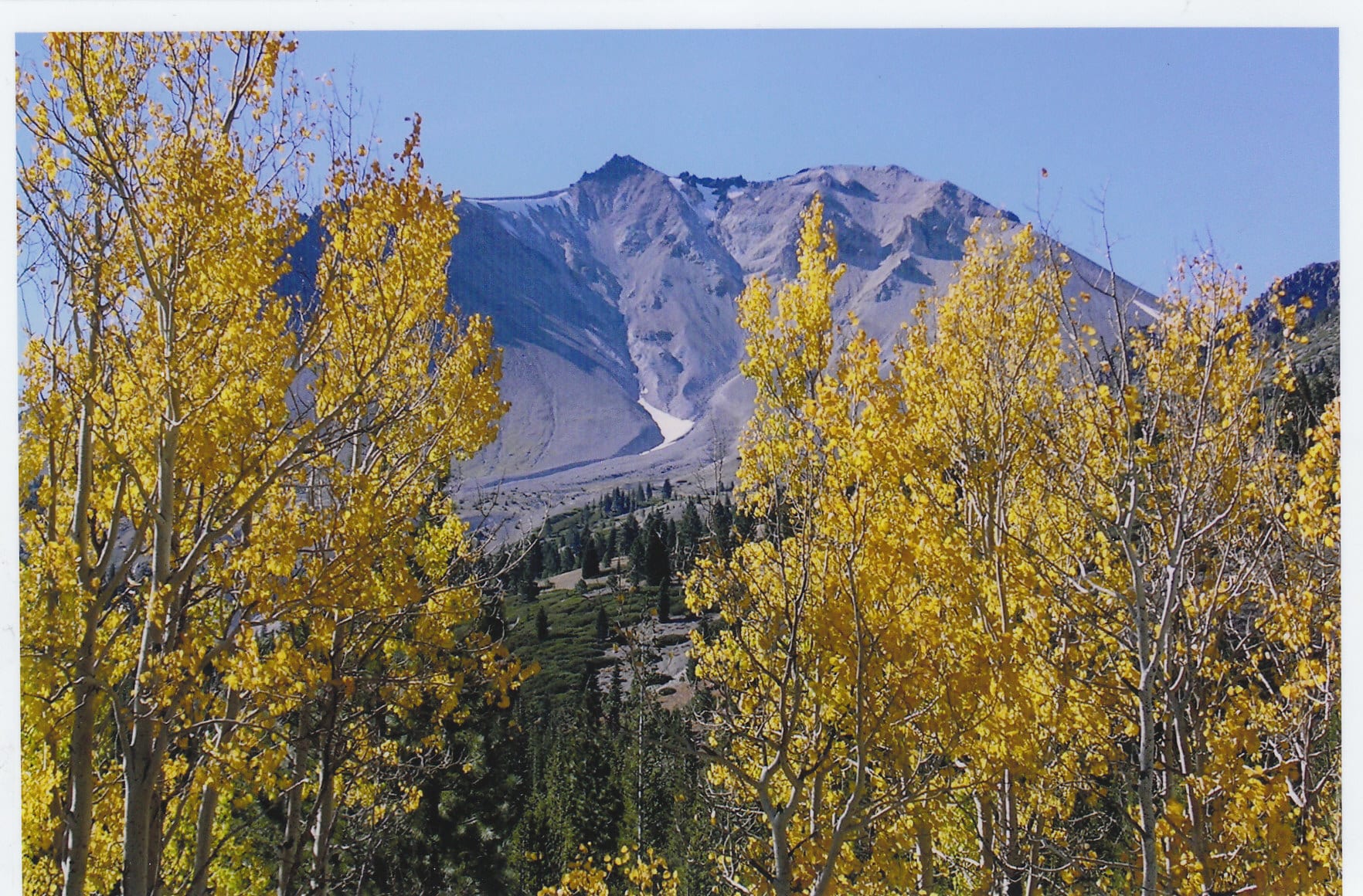 Aspens with Fall Color and Lassen in background. Fall Colors in Northern California.