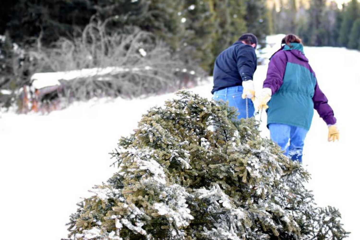 Family Christmas Tree Cutting