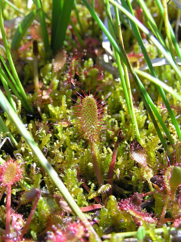 Drosera_angelica close up at Willow Lake