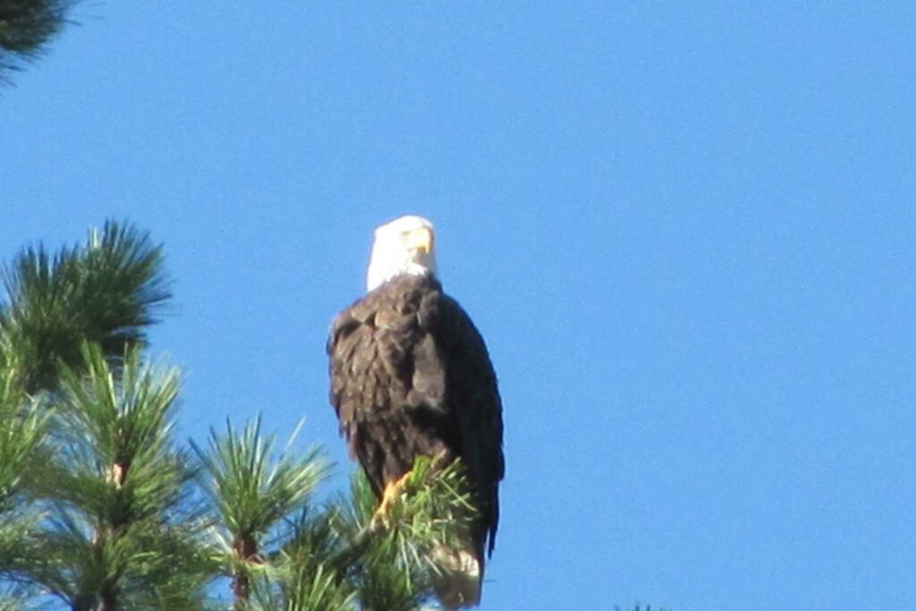 Bald Eagle at St. Bernard Lodge
