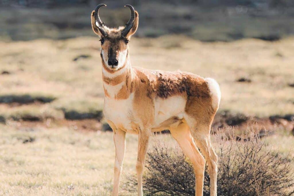 Pronghorn Antelope