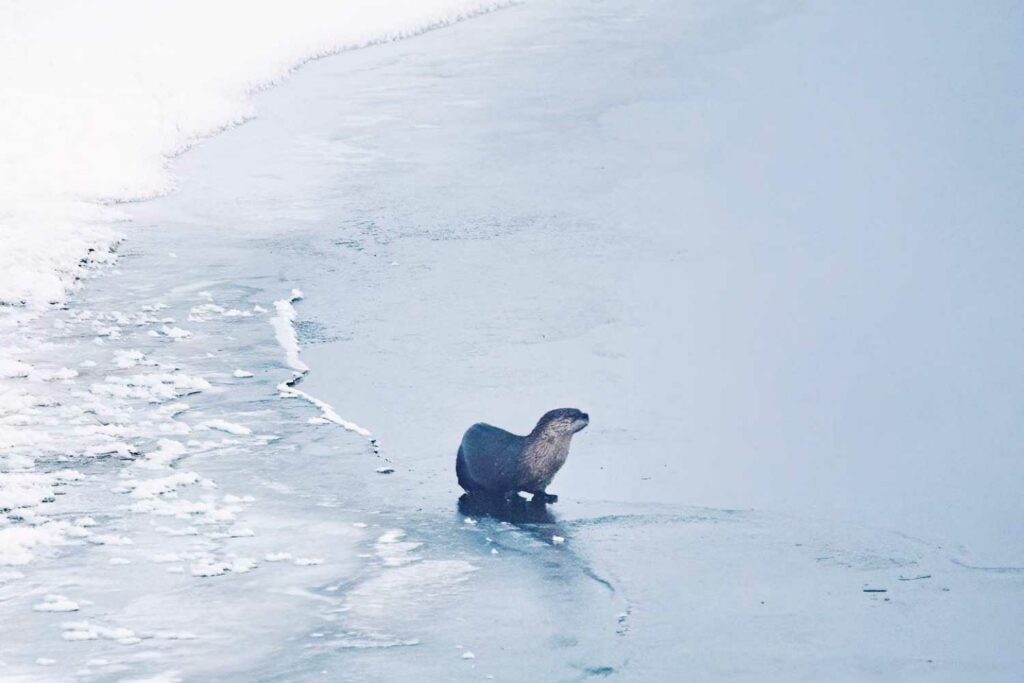 River Otter on Lake Almanor