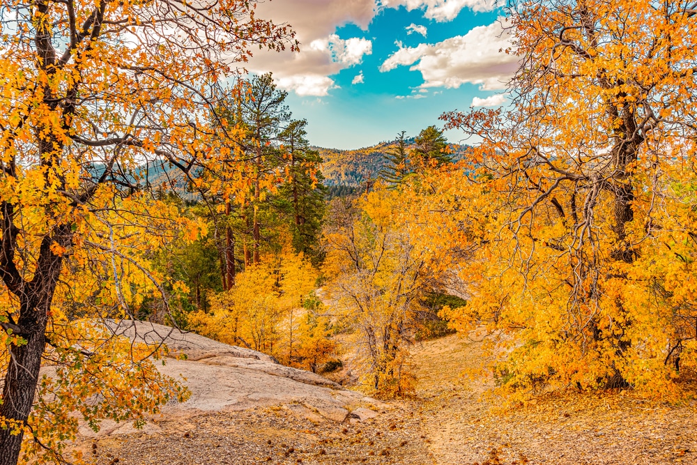 In late September and early October, the leaves in Plumas County begin transforming to create stunning natural beauty. The California fall colors are beautiful!