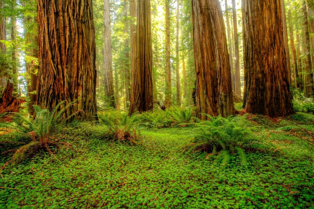 National Parks in Northern California