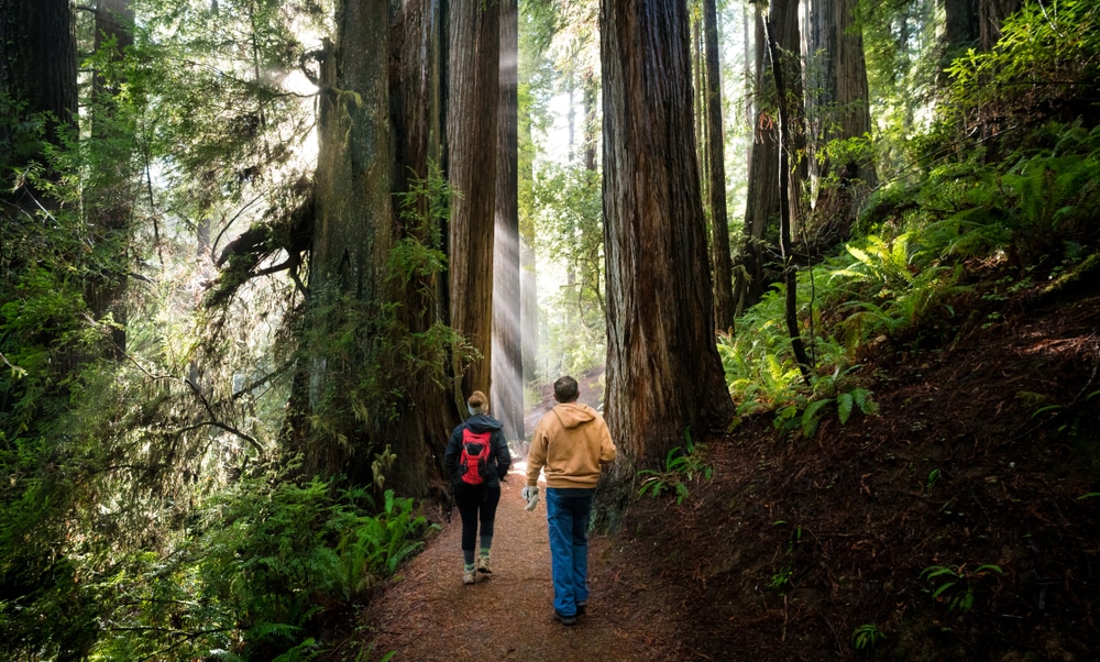 the Redwoods national park is the perfect place for a hike