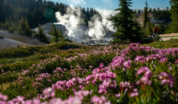 Beautiful wildflowers along the Bumpass Hell Trail.