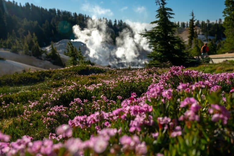 Beautiful wildflowers along the Bumpass Hell Trail.