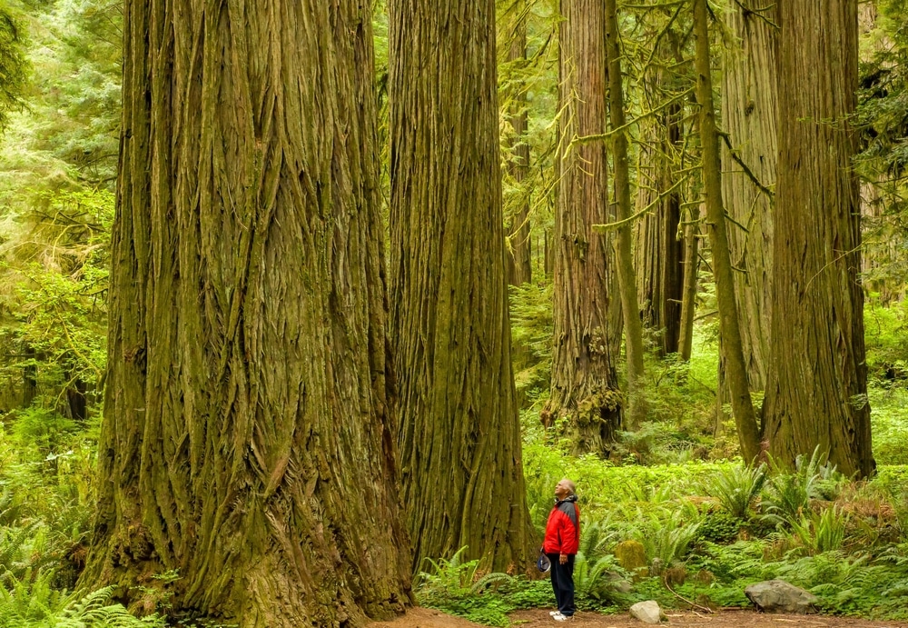 Man in red coat looking up at a giant redwood tree in Redwood National Park, one of the best national parks in California.
