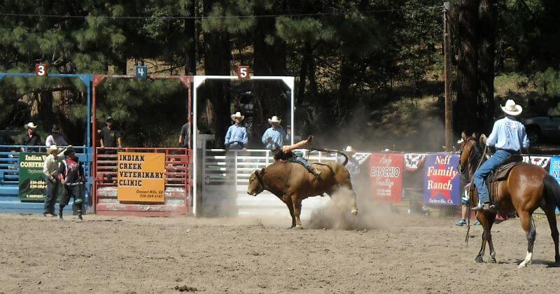Silver Buckle Rodeo wih Bull Rider
